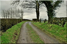 H5266 : Lane, Laragh by Kenneth  Allen