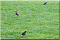 Three Redwings, Langley Green, Crawley