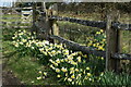 Daffodils beside Chapel Lane