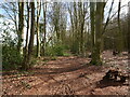 TG3131 : Path along edge of Bacton Wood by David Pashley