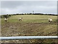 Caerbigyn Farm