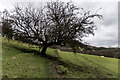 Staffs Way / Gritstone Trail interesting tree