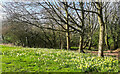 A patch of wild daffodils