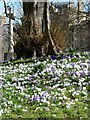 NY9363 : Croci in the Sele by Oliver Dixon