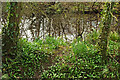 Daffodils, Staverton Nature Reserve