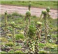 Brussels sprouts sprouting