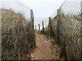 TG3929 : Protected Path to Beach by David Pashley