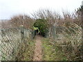 Path from the Beach