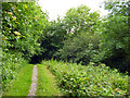 Footpath, Taddington Wood