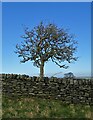 Hawthorn tree by High Bank Lane