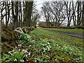 Snowdrops at Stemster