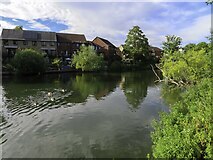 SU7274 : The River Thames by Lower Caversham by Steve Daniels