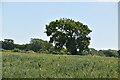 Farmland near Sessingham Farm