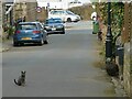 Cat on London Street