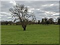 Tree and St. Mary Magdalene church (Leintwardine)