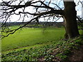 Distant view to dairy herd grazing near Grinshill