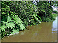 SK0220 : Gunnera Manicata by the Trent and Mersey Canal by Roger  D Kidd