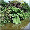 SK0021 : Gunnera Manicata by the Trent and Mersey Canal by Roger  D Kidd