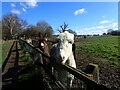 Ponies on Eltham Palace Fields