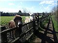 Ponies on Eltham Palace Fields