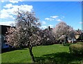 Blossom at Middle Park