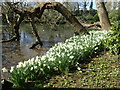 Daffodils at The Tarn