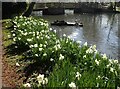 Daffodils at The Tarn