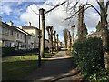 Lopped limes. Beaurevoir Way, Emscote Lawn estate, Warwick