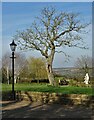 Tree in the garden of Manor Farm, Astwith