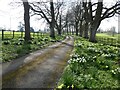 Driveway to Weston Bampfylde Manor