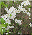 Cherry plum blossom in hedge, West Acton