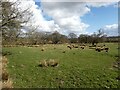 Grazing land at Craigs Bank