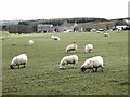 NY6663 : Sheep grazing at Waterloo Farm by Oliver Dixon