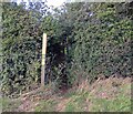 Footpath through hedge from south