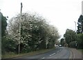 Blossom, Beechwood Avenue