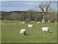 NY6861 : Sheep in field at Park Bents by Oliver Dixon