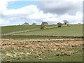 NY6961 : Fields near Lynnshield Farm by Oliver Dixon