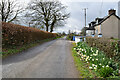 Daffodils along Killadroy Road