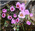 NJ1419 : Purple Saxifrage (Saxifraga oppositifolia) by Anne Burgess