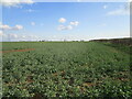 Field of oilseed rape near North Greetwell