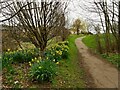 Daffodils off Woodhead Lane, Gildersome