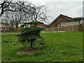 Small yew tree, Church Street, Gildersome