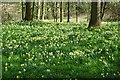 Daffodils in Grove Covert