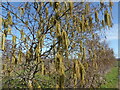 Alder catkins, Hernhill