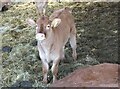 A calf in Holly Hill Farm, Dargate