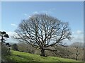 Winter tree awaiting spring, Dawes Road, near Hernhill