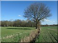 SE3620 : Tree on a field boundary, alongside Green Lane by Christine Johnstone