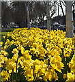 A crowd, a host? On Kingston Road, Willerby