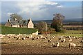 Winter feed for sheep at Mains of Tore