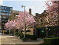 Cherry blossom, Dickens Yard, Ealing